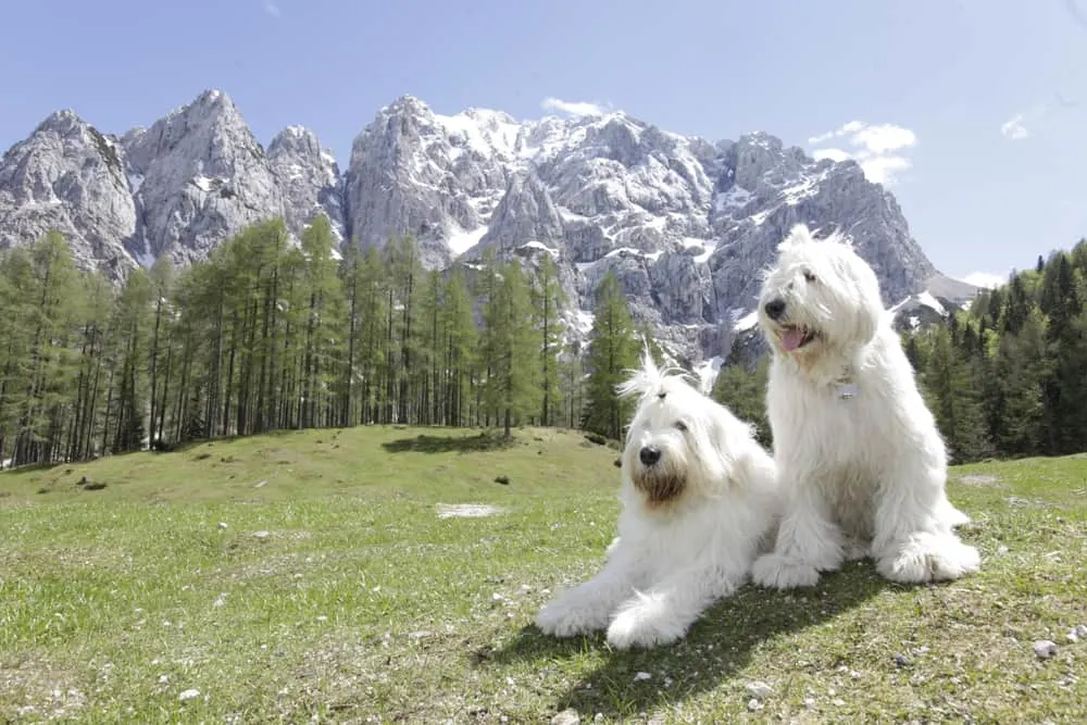 2 Südrussische Owtscharka - Südrussische Schäferhunde in den Bergen in Slowenien
