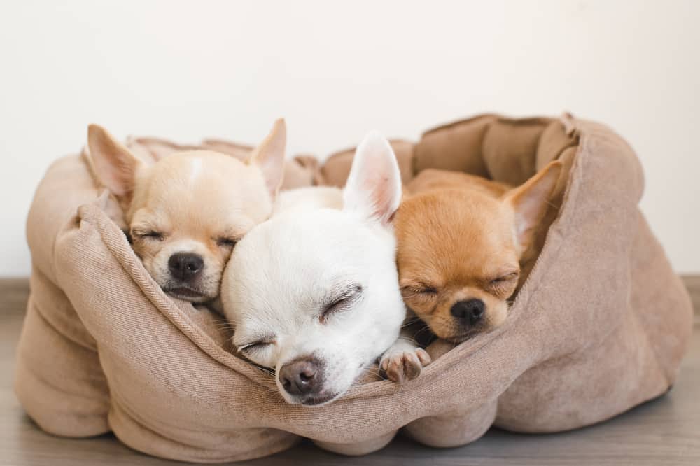 3 Chihuahua Welpen schlafen in einem Hundebett