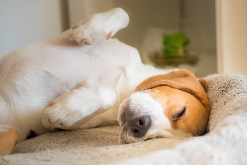 Beagle schläft im Körbchen