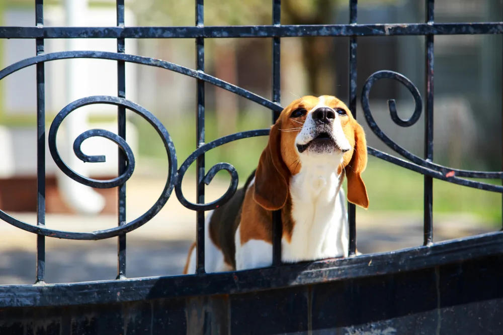 Beagle steht am Zaun und bellt