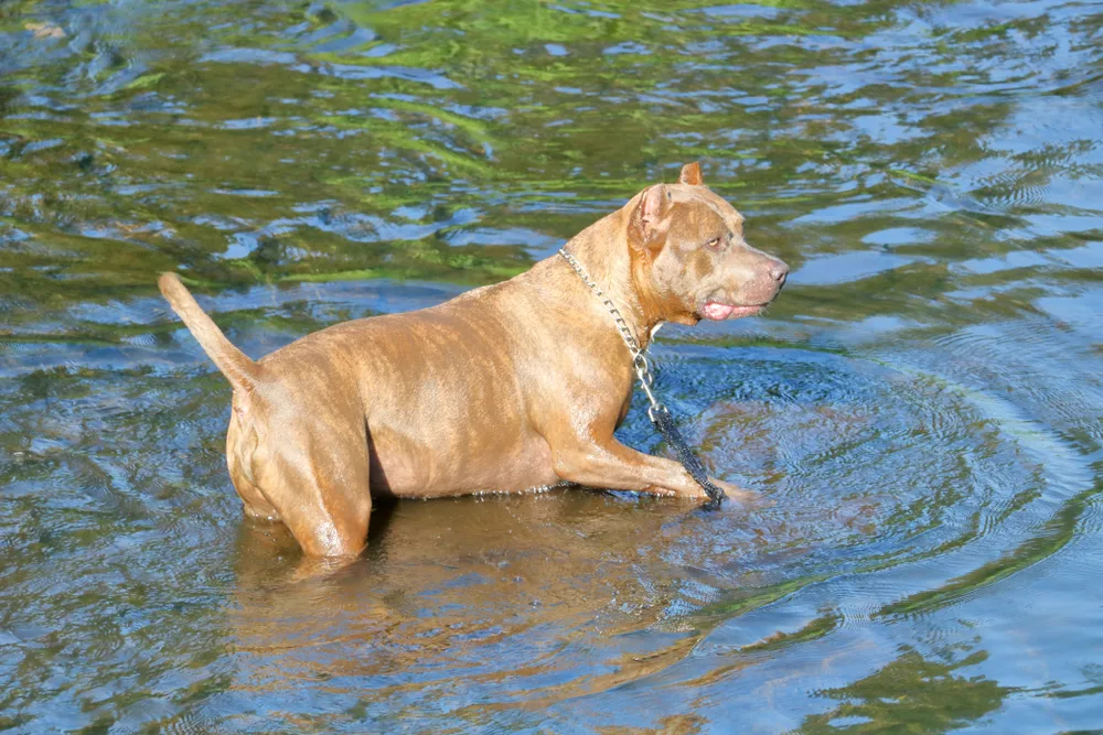 Catahoula Bulldog im Wasser