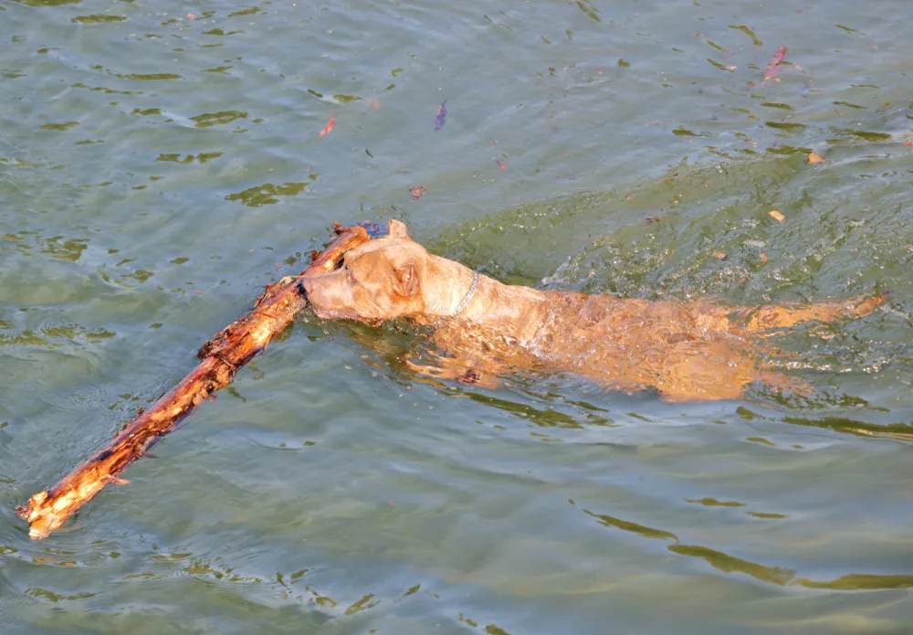 Catahoula Bulldog spielt im Wasser und trägt einen Stock