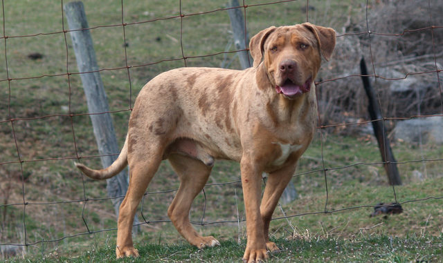Catahoula Bulldog steht auf der Wiese Catahoula Bulldog steht auf der Wiese