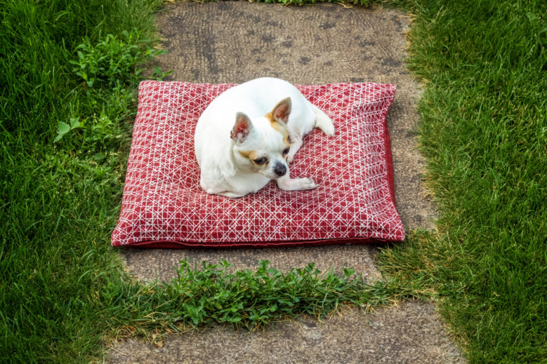 Mein Hund bellt am Zaun 6 Tipps zum abgewöhnen