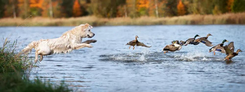 Golden Retriever jagt Enten im Wasser