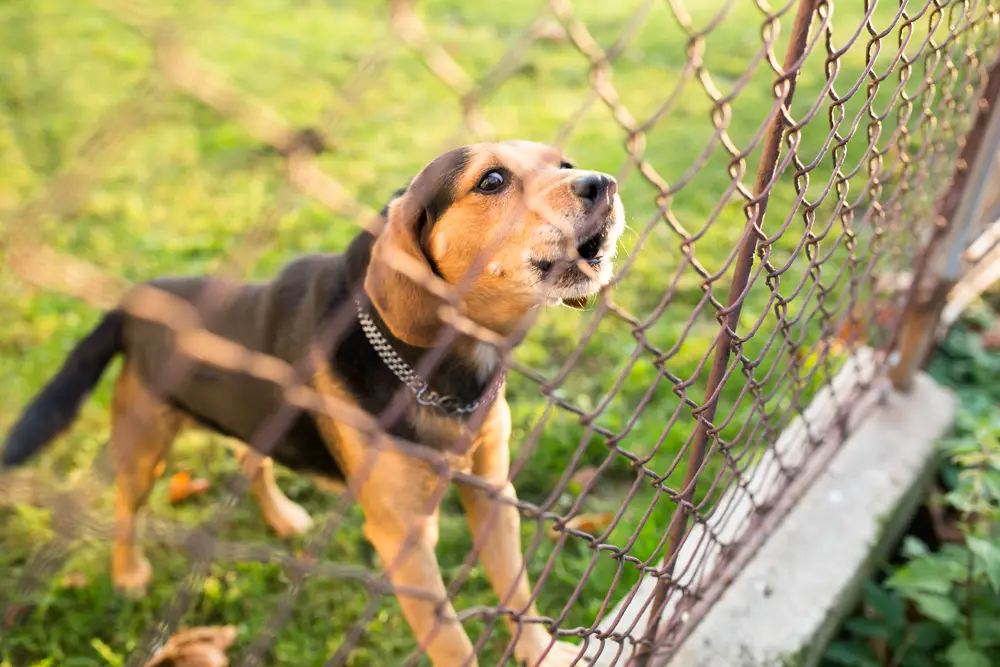 Eindringling gesichtet! – Mein Hund bellt am Zaun