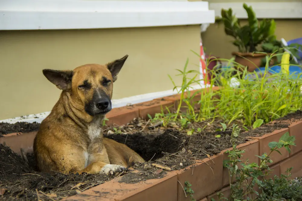 Hund gräbt im Blumenbeet
