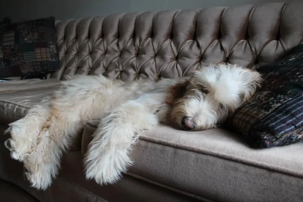 Hund liegt entspannt auf der Couch