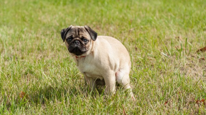 Hund macht sein Geschäft und hat Durchfall
