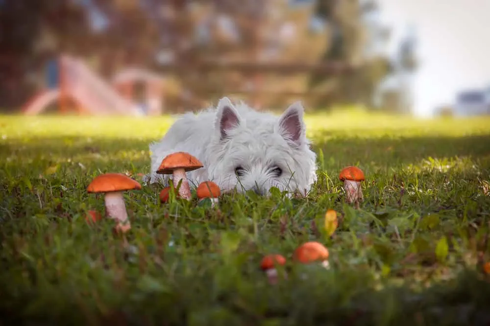 Hund schaut mehrere Pilze auf einer Wiese an