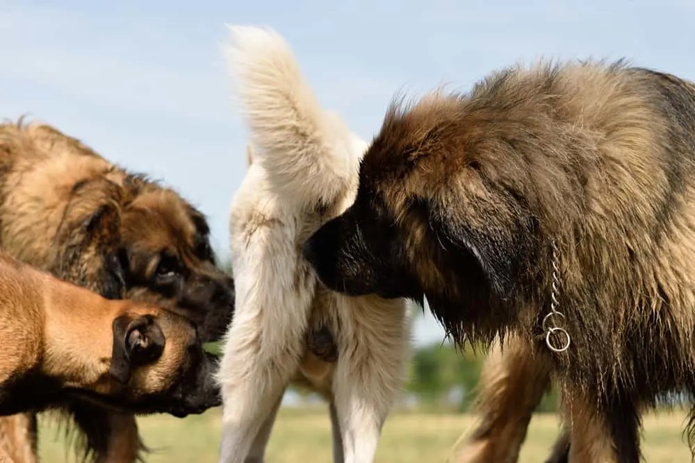 Hunde begrüßen sich und schnüffeln am Po