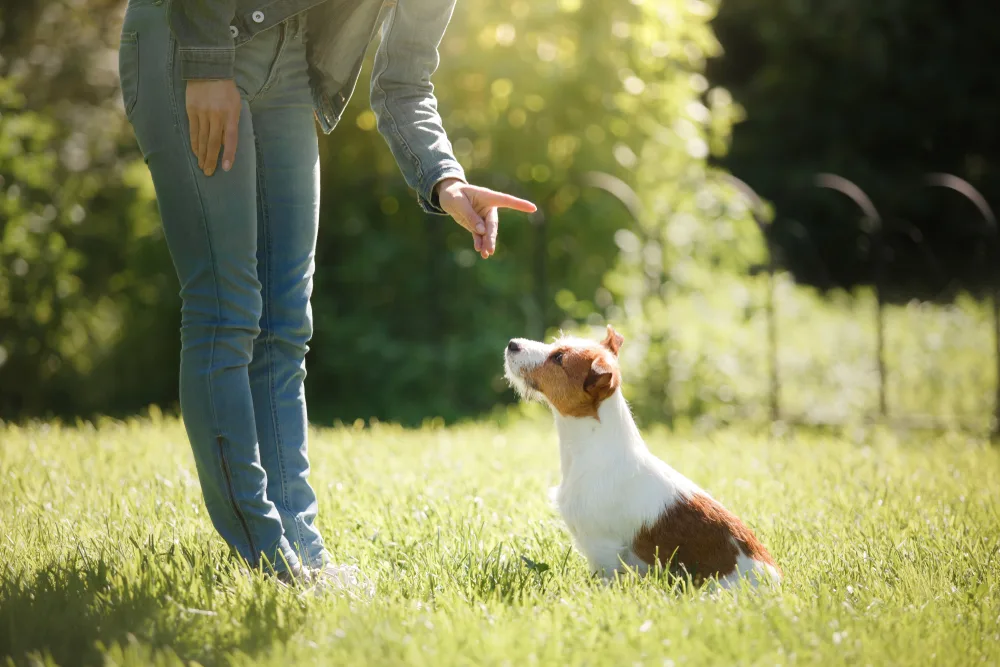 Hundehalter gibt Kommando