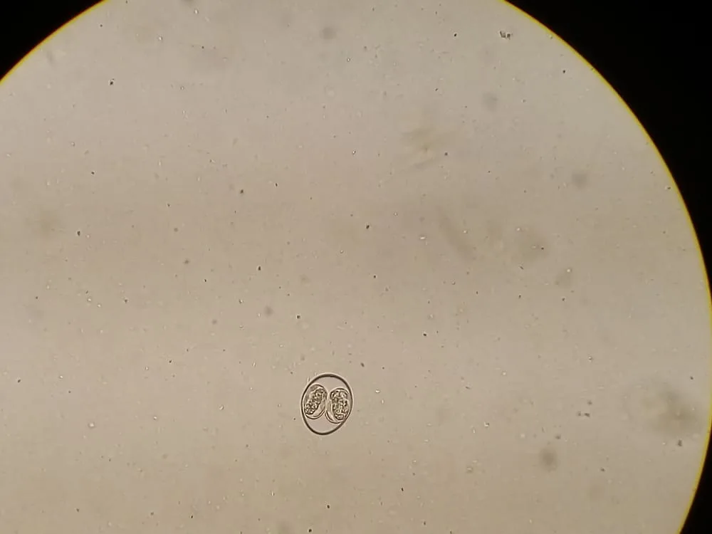 Kokzidien - Isospora canis - unter dem Mikroskop