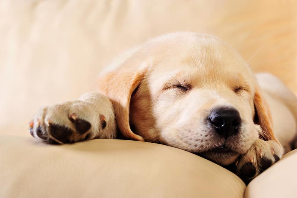 Labrador Welpe schläft auf dem sofa