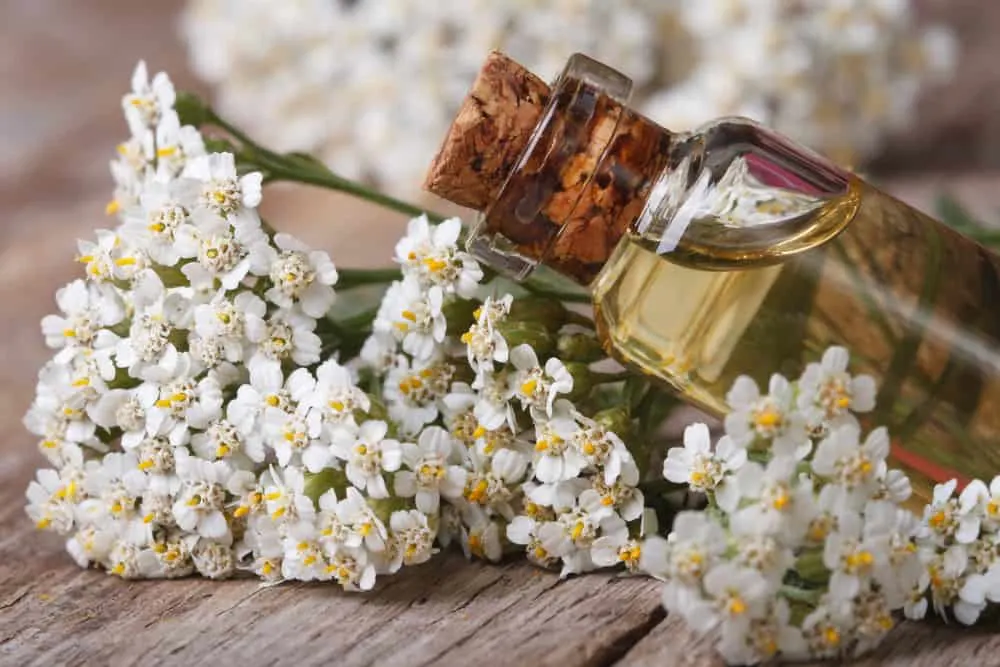 Schafgarbe Achillea Öl