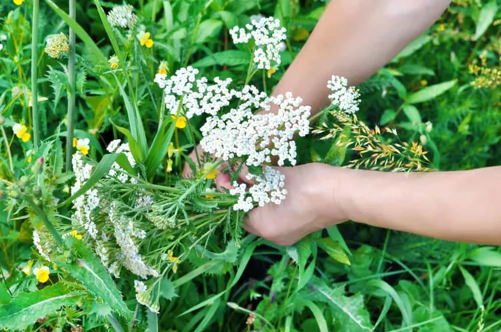 Schafgarbe Achillea wird gepflückt