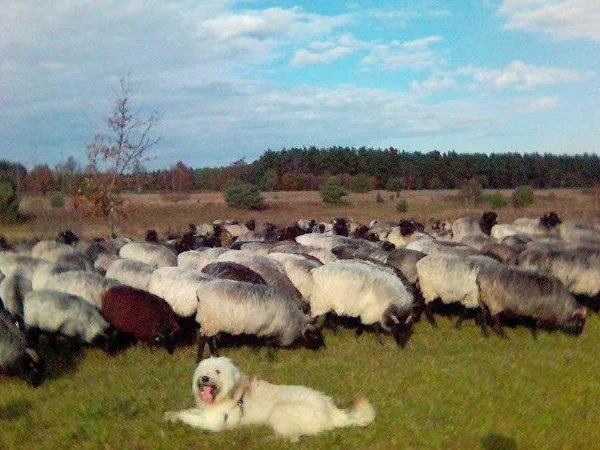 Schafpudel mit seiner Herde