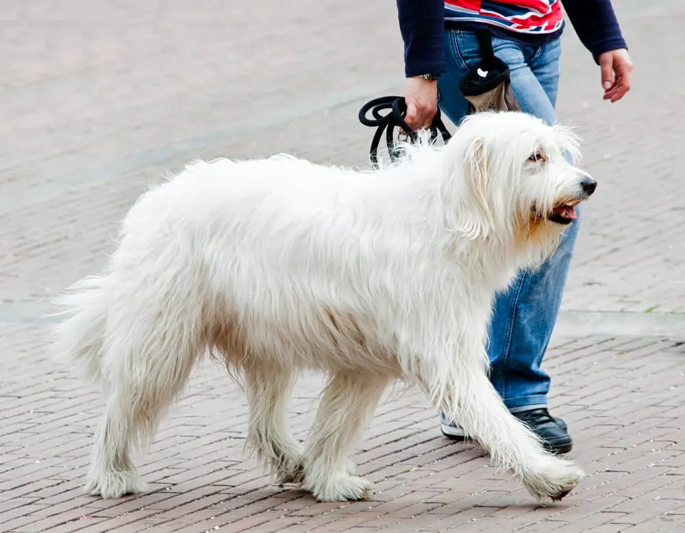 Südrussischer Owtscharka - Südrussischer Schäferhund bei einem Spaziergang
