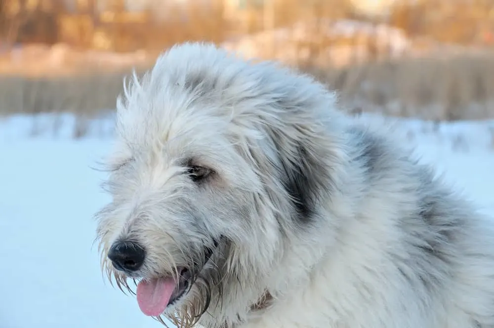Südrussischer Owtscharka - Südrussischer Schäferhund im Schnee
