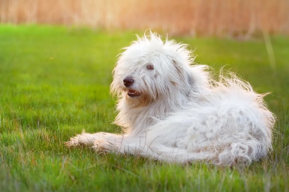 Südrussischer Owtscharka - Südrussischer Schäferhund liegt im Gras