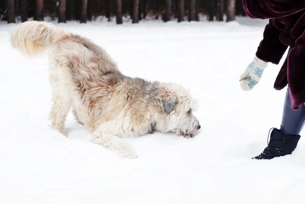 Südrussischer Owtscharka - Südrussischer Schäferhund spielt im Schnee