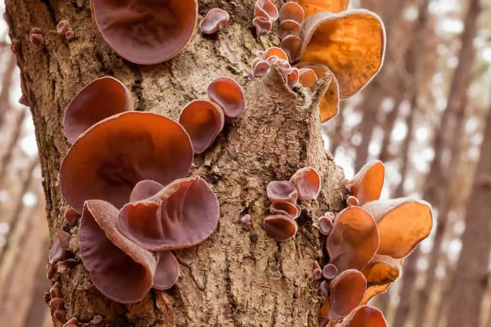 Vitalpilze für den Hund - Auricularia auricula-judae (Judasohr oder Chinesische Morchel)