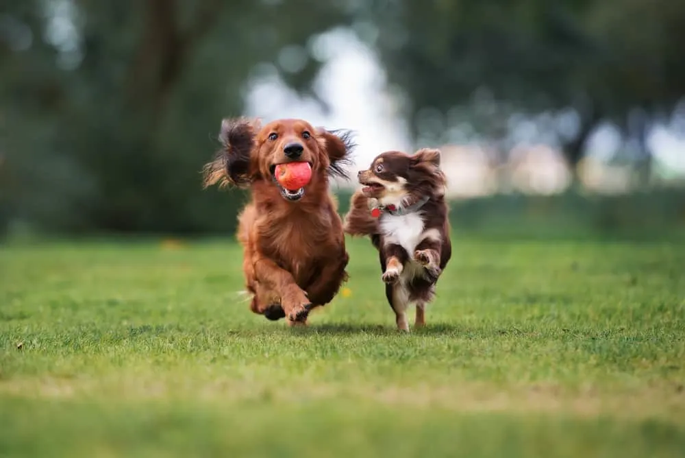 Zwei Hunde spielen um den Ball