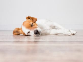 süßer Hund schläft auf dem Boden
