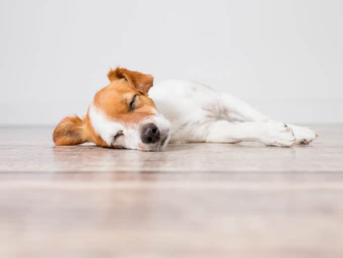 Hund bellt Besuch an 7 praktische Tipps