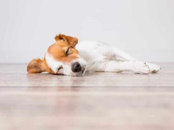 Schlafen, träumen… bellen? – Warum dein Hund bellt im Schlaf