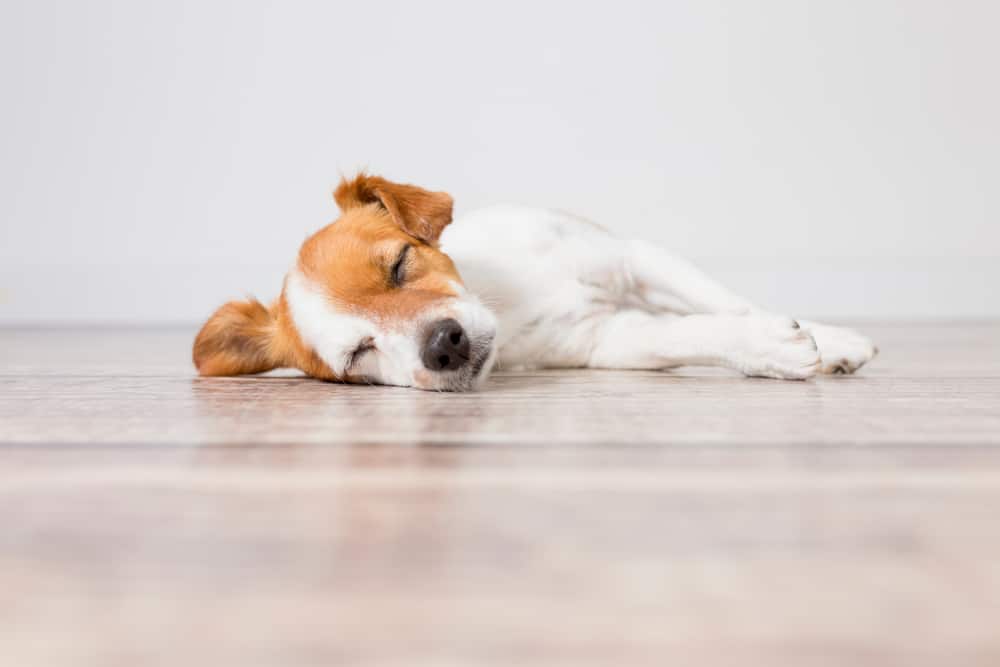 süßer Hund schläft auf dem Boden