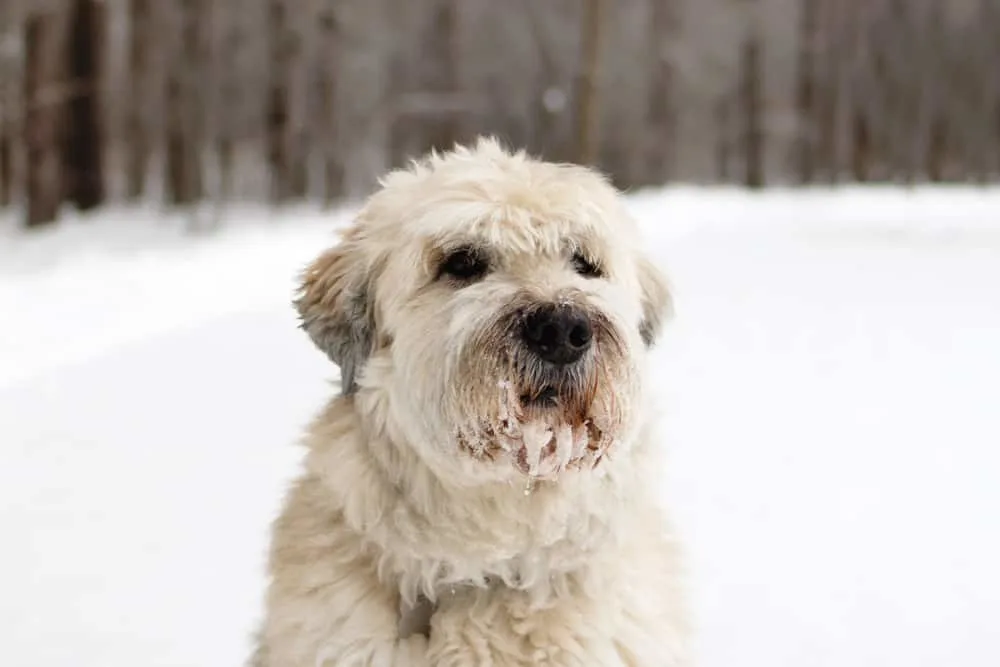 süßer Südrussischer Owtscharka - Südrussischer Schäferhund im Schnee
