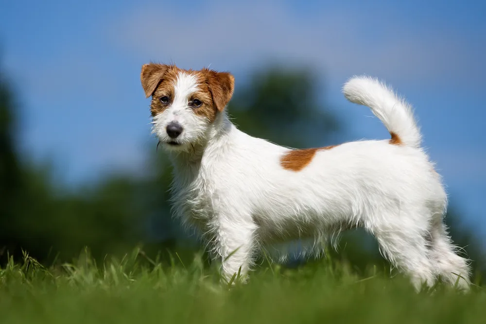 Jack Russell Terrier mit hoher Rute