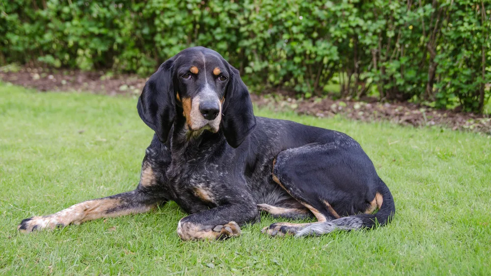 Luzerner Niederlaufhund liegt im Gras
