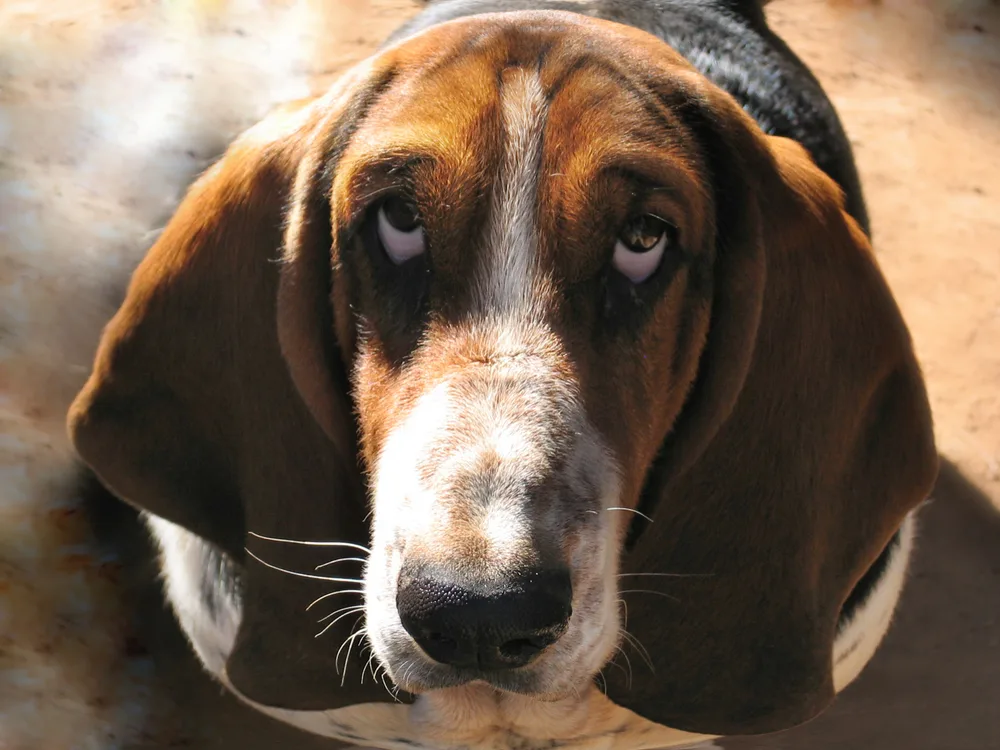 basset hund will sich entschuldigen