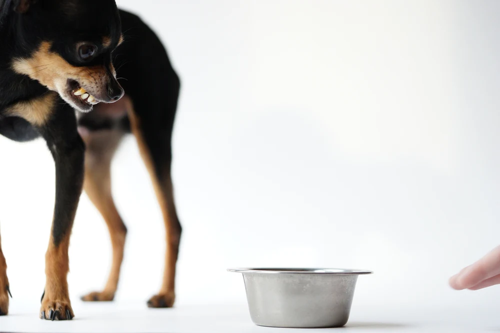 hund knurrt vor angst dass ihm das futter genommen wird