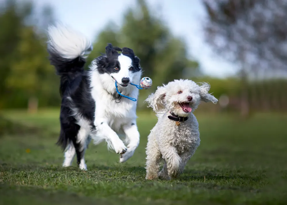 hunde spielen zusammen