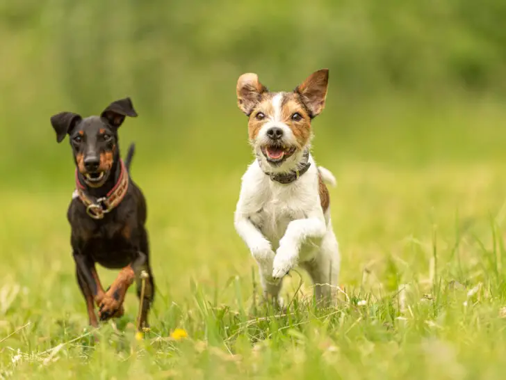 Zwei unverträgliche Hunde zusammenführen – Warum dein Hund Erzfeinde hat und was du tun kannst