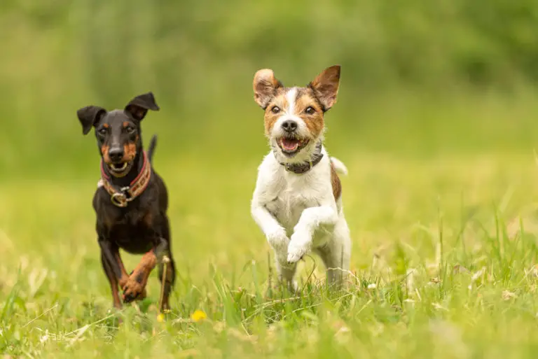 Zwei unverträgliche Hunde zusammenführen – Warum dein Hund Erzfeinde hat und was du tun kannst