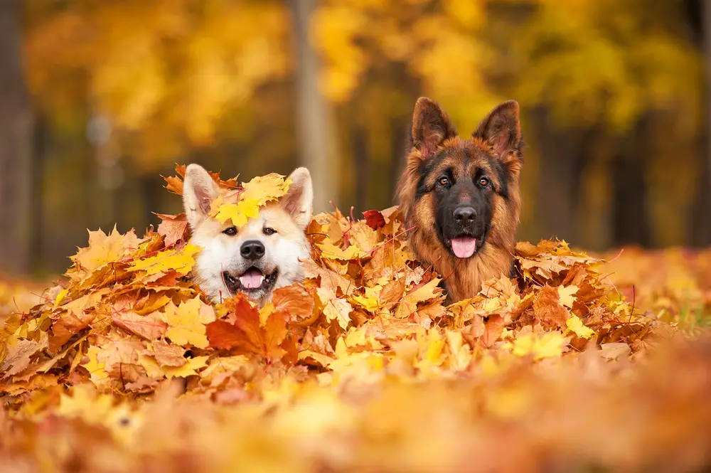 zwei Hunde sitzen im Herbstlaub
