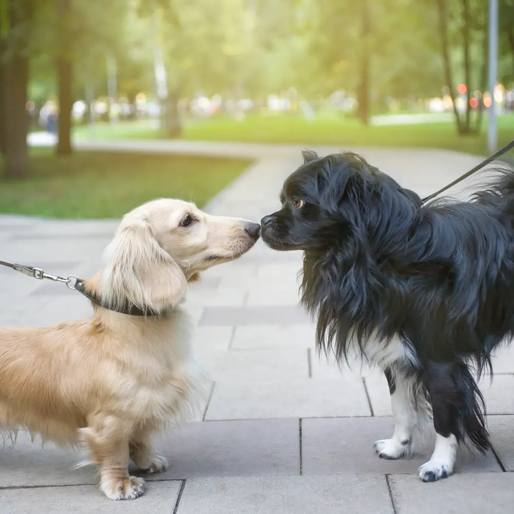 zwei Hunde treffen sich beim spaziergang und beschnuppern sich