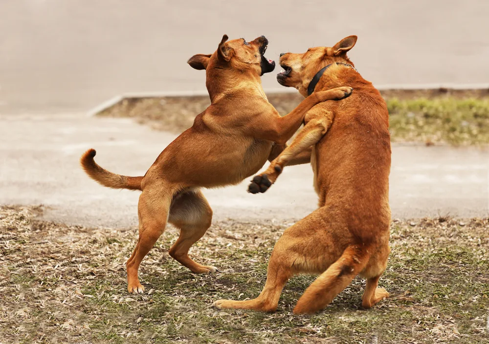 zwei hunde kämpfen draußen