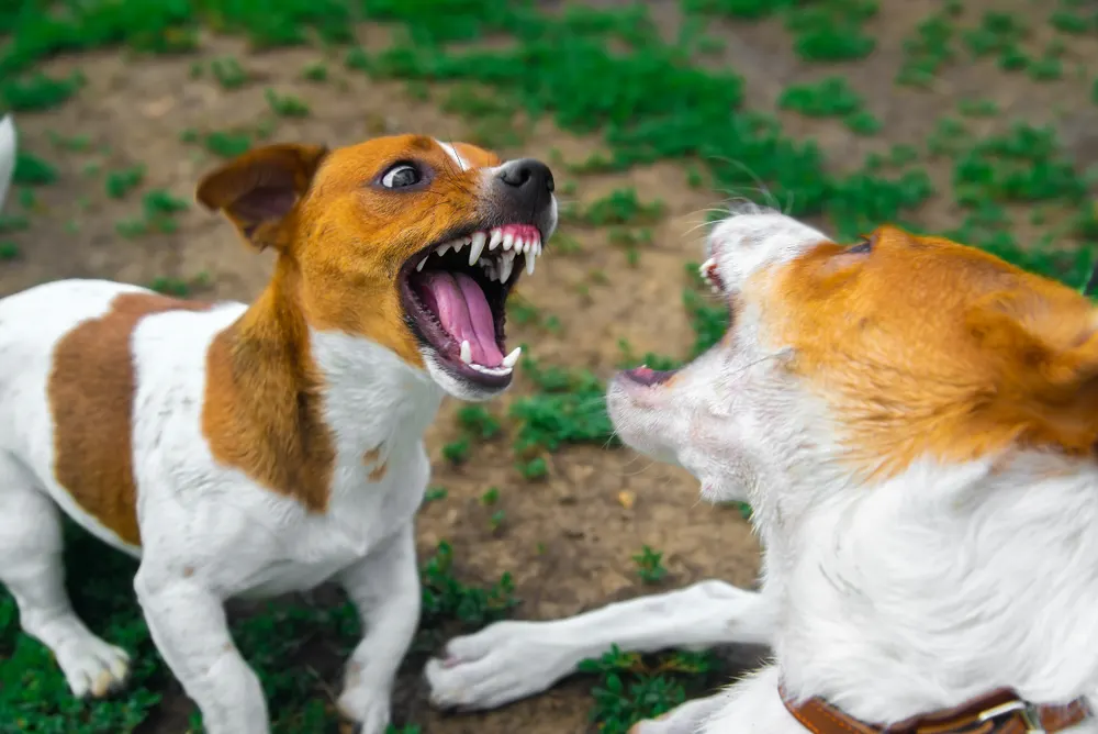 zwei hunde knurren und bellen sich an