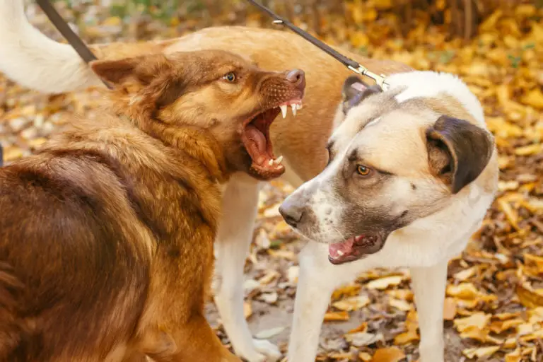 Unverträgliche Hunde zusammenführen nicht so einfach