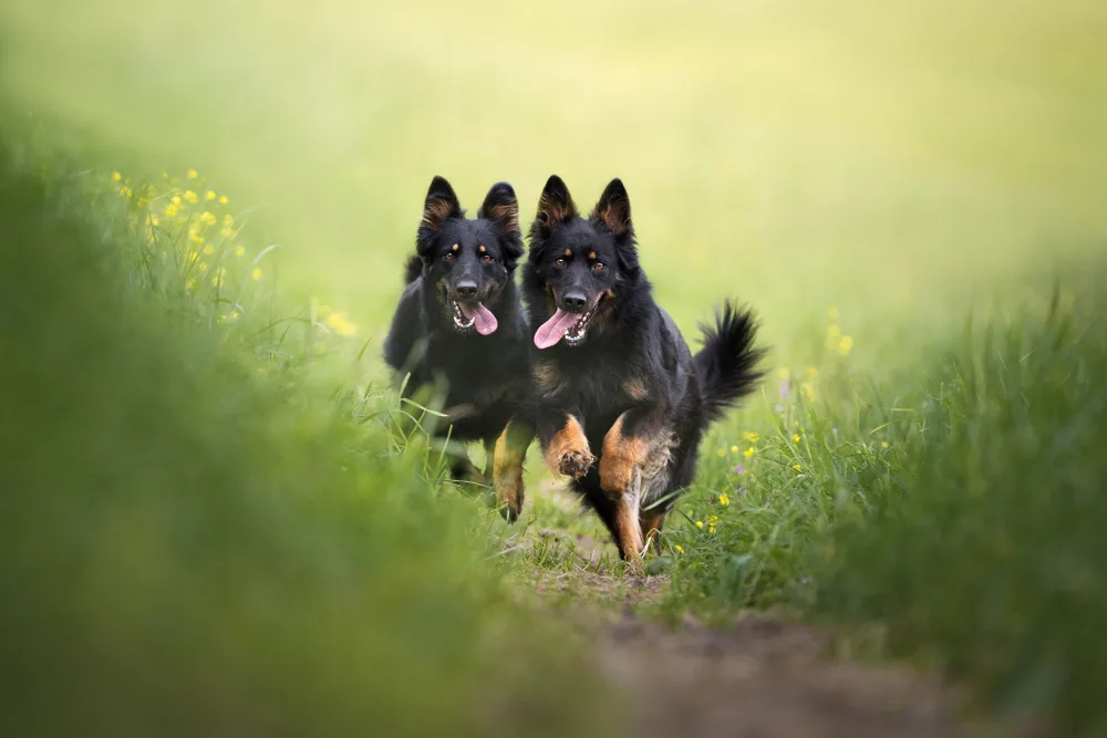 2 Böhmische Schäferhunde rennen über die Wiese