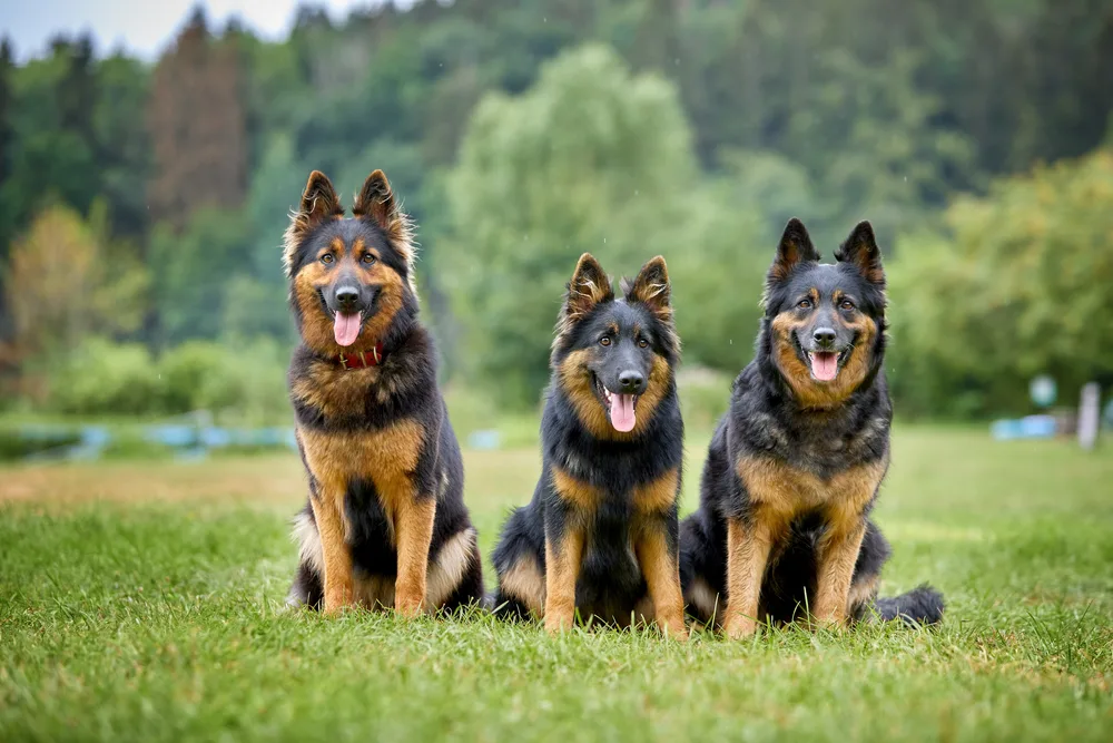3 Böhmische Schäferhunde auf der Wiese