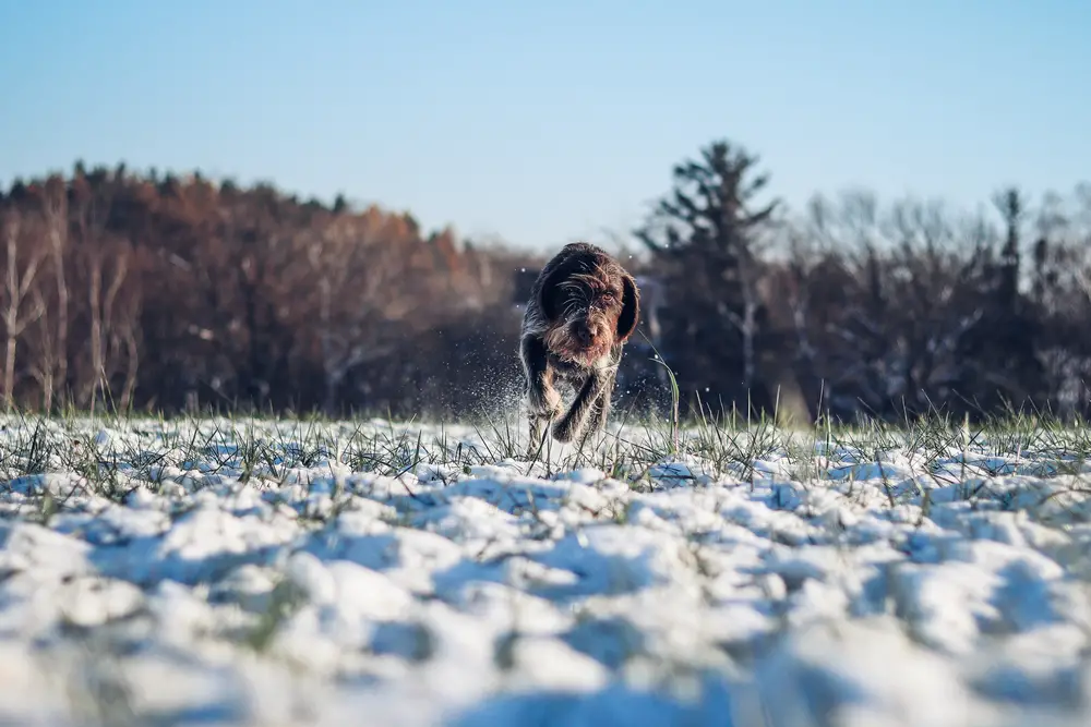 Böhmisch Rauhbart rennt durch den Schnee
