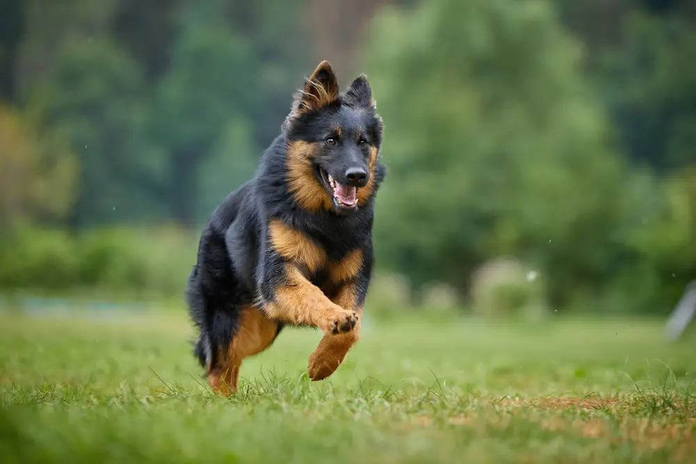 Böhmischer Schäferhund rennt über die Wiese
