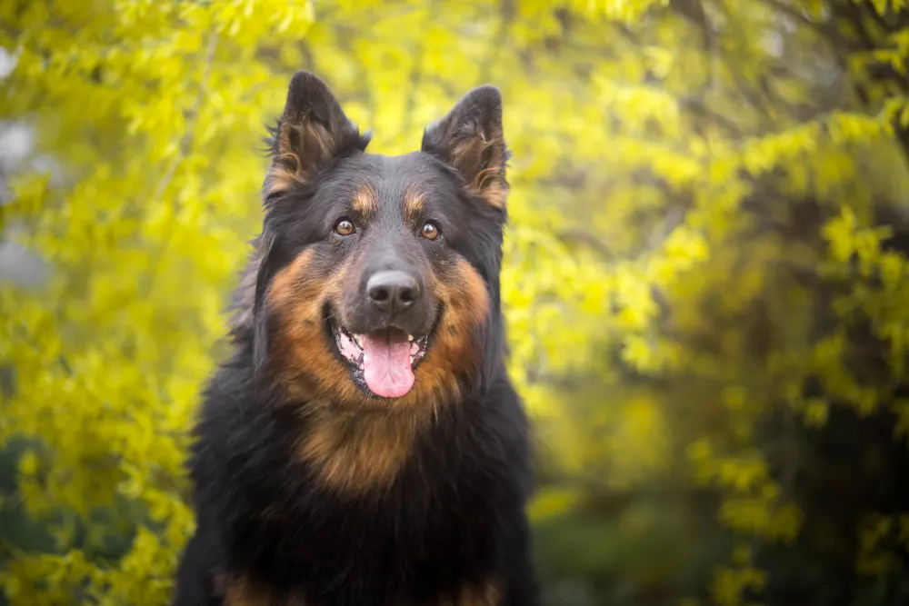 Böhmischer Schäferhund schaut in die Kamera