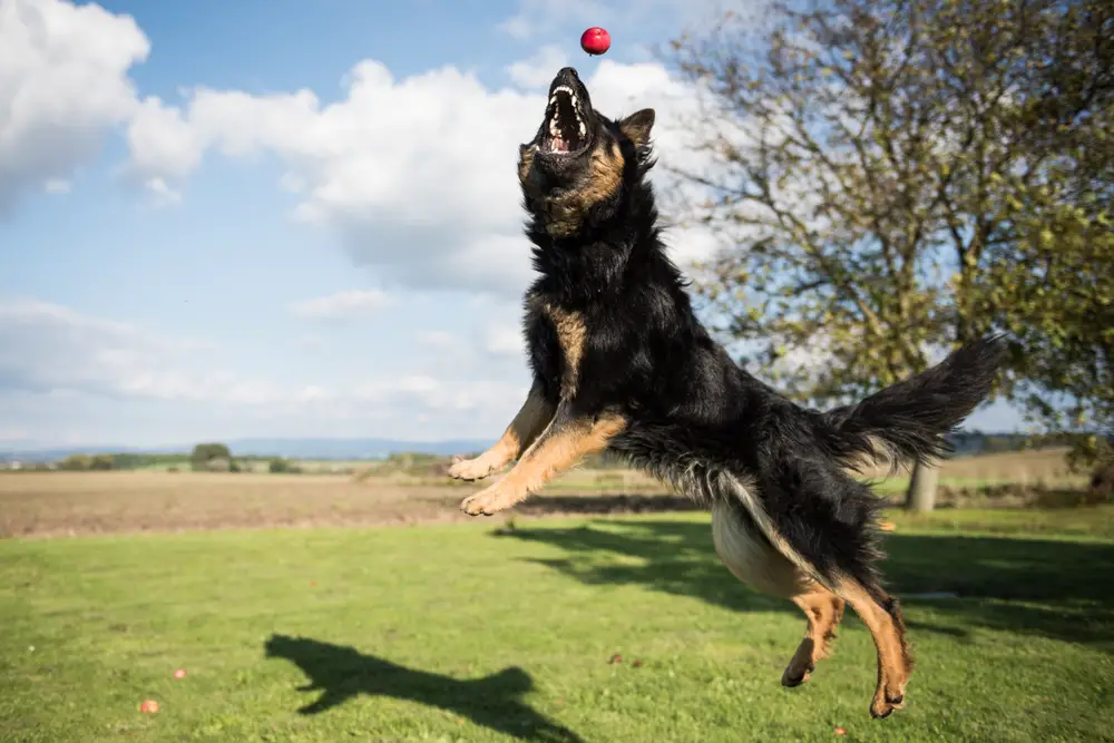 Böhmischer Schäferhund spielt mit einem Ball